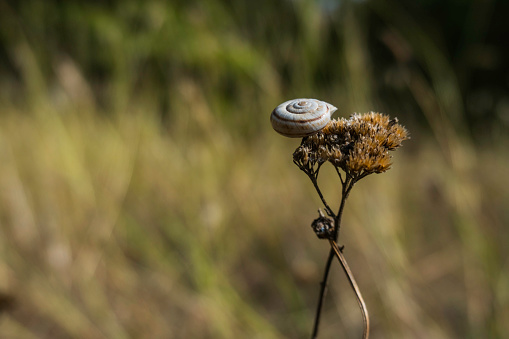 dried plant with a little white snail on the top in autumn