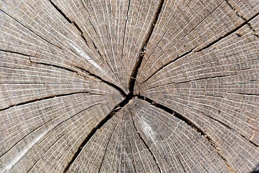 Black and white old tree stump, cross section, abstract background with copy space, full frame horizontal composition