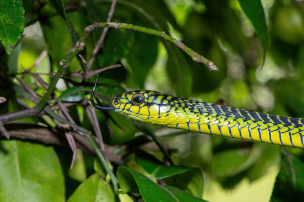 istock Adult male boomslang (Dispholidus typus), also known as a tree snake or African tree snake 1994643270