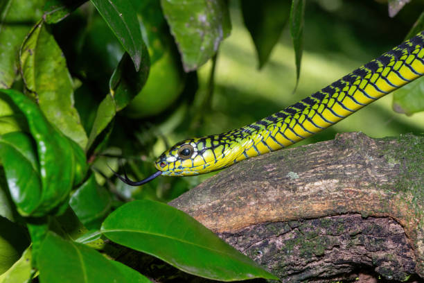 istock Adult male boomslang (Dispholidus typus), also known as a tree snake or African tree snake 1994643879