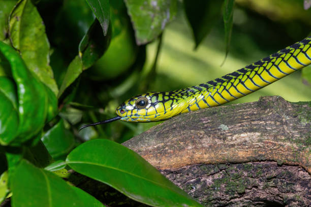istock Adult male boomslang (Dispholidus typus), also known as a tree snake or African tree snake 1994644411