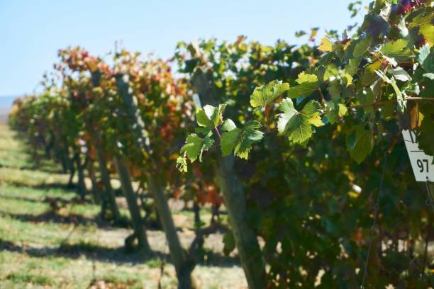 istock Grape plantations. Wine varieties. The season is autumn 1994644437
