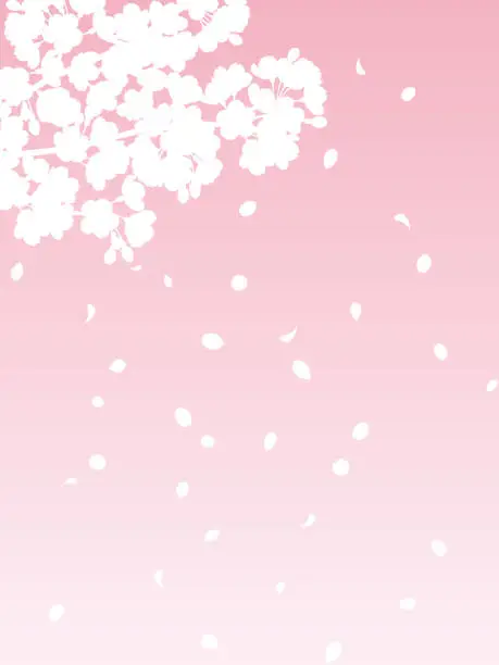 Vector illustration of Vertical Vector illustration of white silhouettes of cherry blossoms in full bloom and cherry blossom snowstorm on gradation background (pink)