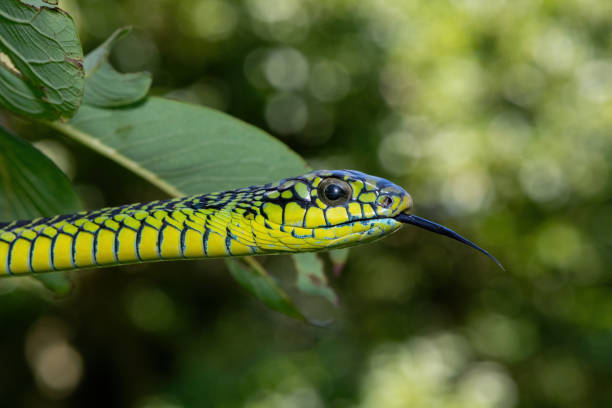 istock Adult male boomslang (Dispholidus typus), also known as a tree snake or African tree snake 1994647119