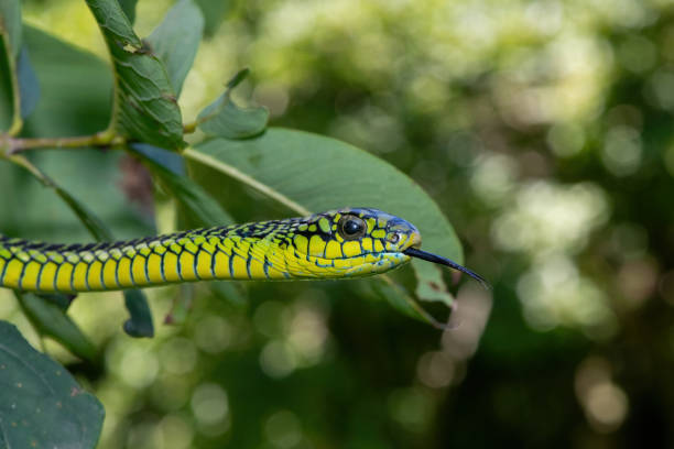 istock Adult male boomslang (Dispholidus typus), also known as a tree snake or African tree snake 1994647121
