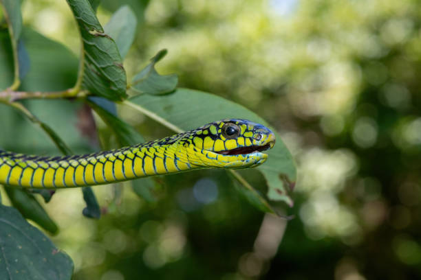 Adult male boomslang (Dispholidus typus), also known as a tree snake or African tree snake