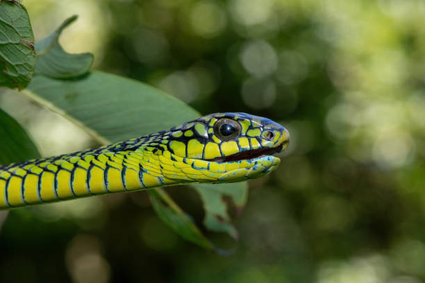 istock Adult male boomslang (Dispholidus typus), also known as a tree snake or African tree snake 1994647645