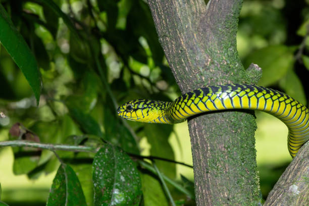 istock Adult male boomslang (Dispholidus typus), also known as a tree snake or African tree snake 1994647877