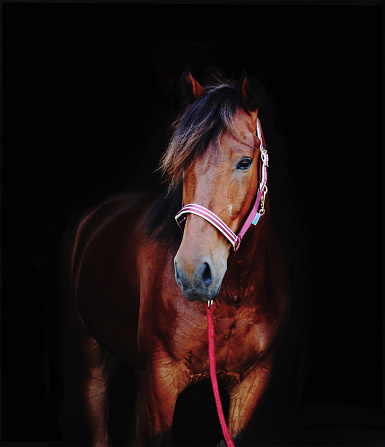 bay horse portrait on black background