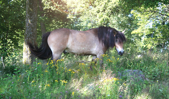 north swedish draft horse grazing in swedish summer