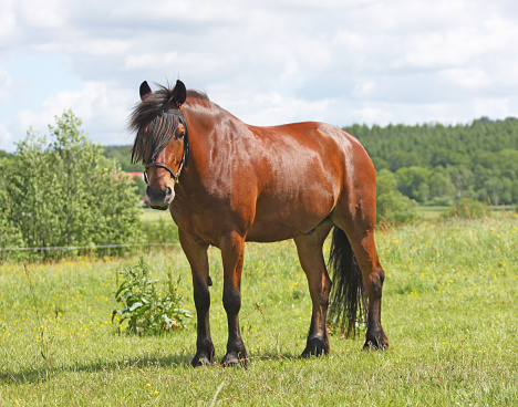 horse looking relaxed on field in sweden during summer