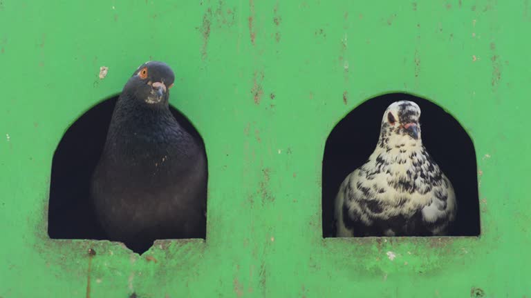 Two pigeons peering through arched windows in a vibrant green pigeon coop, one dark and one speckled, in daylight