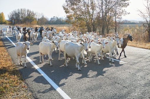 A herd of domestic dairy goats are walking along the road to the farm.