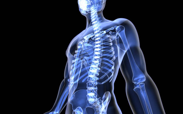 3dcg human body and skeleton - bot lichaamsdeel stockfoto's en -beelden