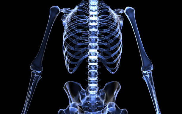 istock 3DCG human body and skeleton 1994655619