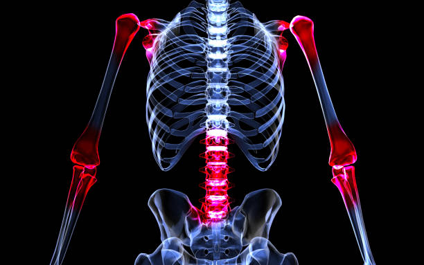 istock 3DCG human body and skeleton 1994655625