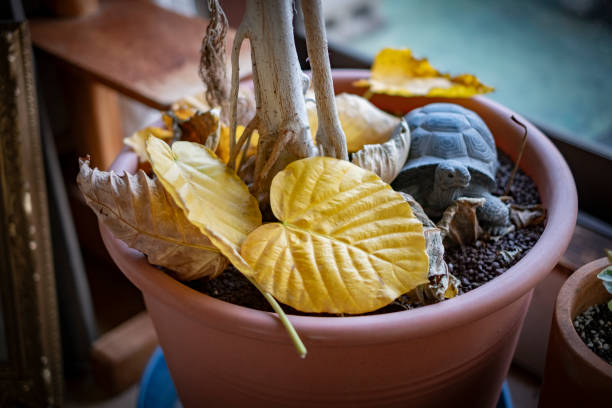 Houseplants with yellowing leaves.