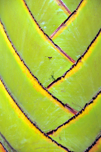 Kigali, Rwanda, East Africa: fan shape petioles stems - detail of a traveller's tree, traveller's palm or East-West palm - Ravenala madagascariensis - the traveller's palm gets its name from the sheaths of the stems that hold rainwater. Insect in flight.