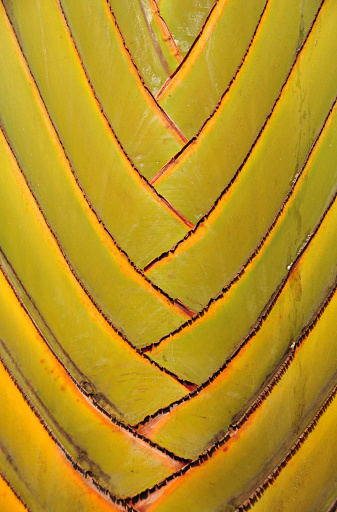 Kigali, Rwanda, East Africa: fan shape petioles stems - detail of a traveller's tree, traveller's palm or East-West palm - Ravenala madagascariensis - the traveller's palm gets its name from the sheaths of the stems that hold rainwater.