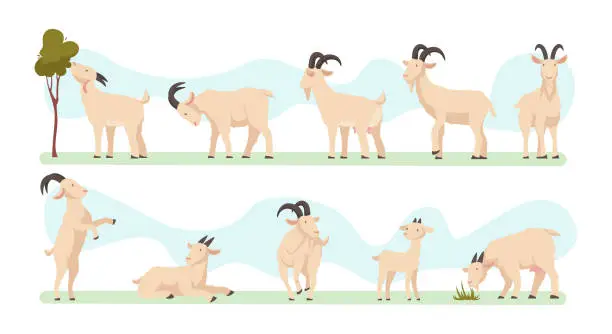 Vector illustration of Goats. Farm animals with wool and horns exact vector illustrations of cute goats collection