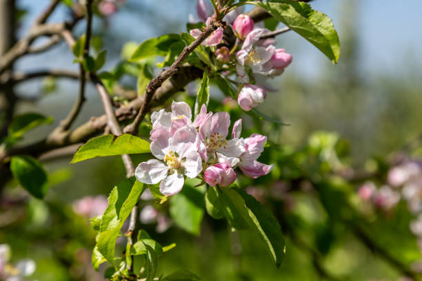 istock A close up of pretty tree blossom in springtime 1994676734
