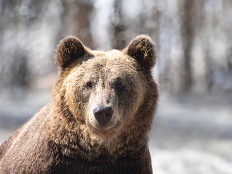 portrait of a brown bear on the background of the forest