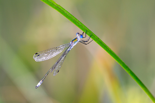 Lestes sponsa - emerald damselfly or common spreadwing - in her natural habitat