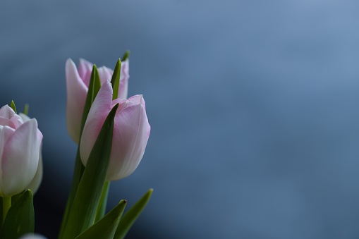 Beautiful arrangement of fresh white-pink tulips in a vase. Photo with shallow depth of field, creating a blurred background.