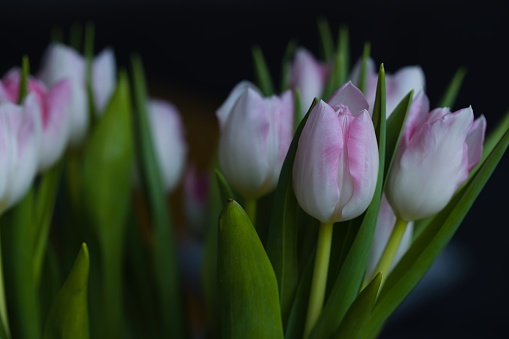 Beautiful arrangement of fresh white-pink tulips in a vase. Photo with shallow depth of field, creating a blurred background.