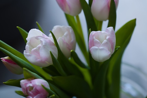 Beautiful arrangement of fresh white-pink tulips in a vase. Photo with shallow depth of field, creating a blurred background.