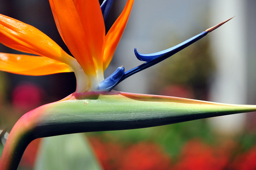 Bird of Paradise tropical flowers on white table, space for text