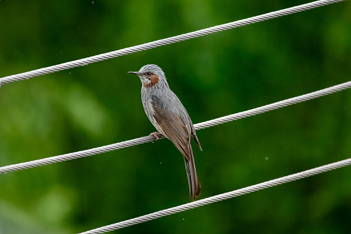 A brown-eared bulbul is sitting on a wire rope. Some raindrops are falling.