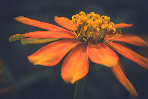 A macro shoot of an orange African Daisy