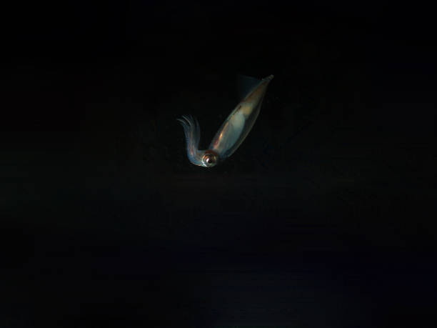 Squid in the water at night.