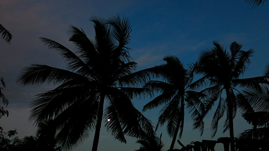 View of silhouettes of palm trees against the sky and the full moon behind the trees.