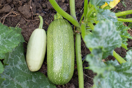 ripe green and white zucchini fruits are picked and lie next to the bush. Harvesting vegetables.