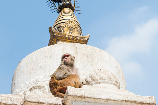 Kathmandu, Nepal- April 20,2022 : Rhesus Macaques monkeys on the ancient stupas of Swayambhunath temple high above Kathmandu.