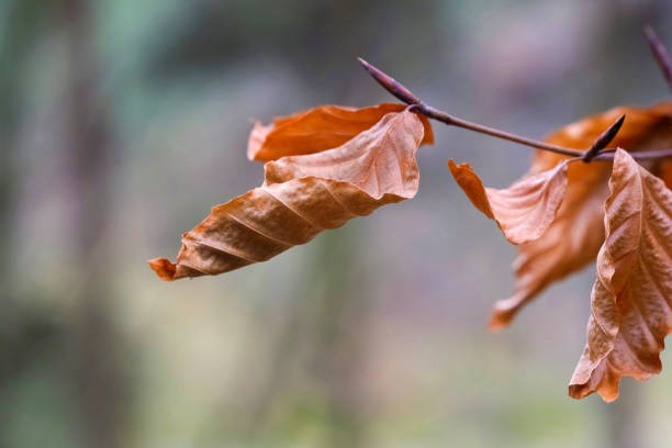 Dead golden leaves on a tree branch. Autimn colors in the forest setting.