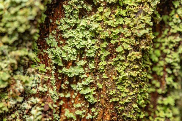 masy zielonych delikatnych grzybów cladoniaceae rosnących na korze drzew w lesie. wzrost wyglądający na porost. - bark abstract close up color image zdjęcia i obrazy z banku zdjęć
