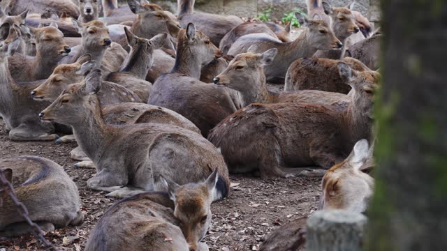 Herd of peaceful deer resting on the ground in Nara, Japan, surrounded by nature