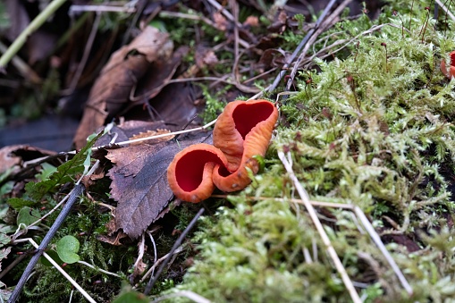 Bright red Elf cup fungi. Sarcoscyphaceae growing on rotting wood surrounded by moss on the damp forest floor