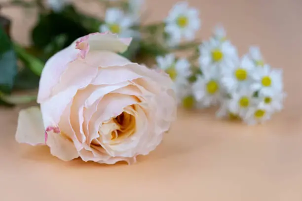 Soft pink color rose with blur white Gypsophila  around isolated on old-rose color background