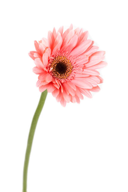 istock Pink gerbera flower isolated on white background 1994759148