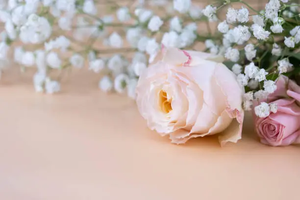 Soft pink color rose with blur white Gypsophila  around isolated on old-rose color background