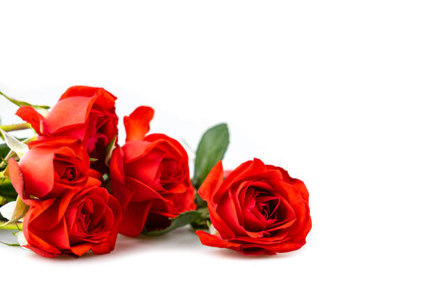 istock Red roses isolated on white backgroung 1994760732