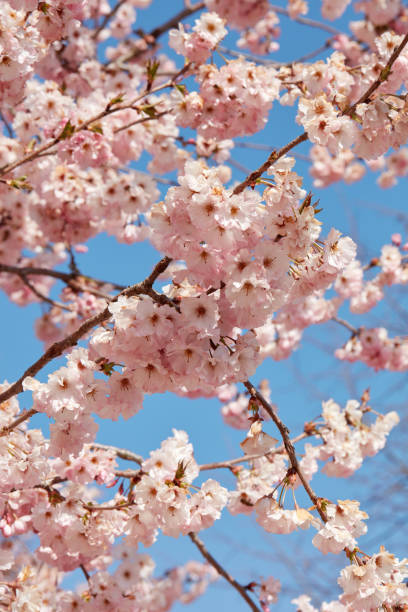 istock Cherry tree blossom, branches with pink flowers texture background in a spring day, blue sky 1994761805