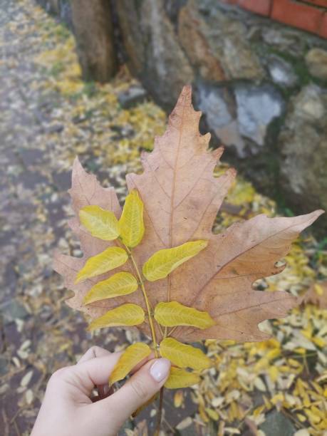 istock Dried yellow and green leaves held in hand 1994764406