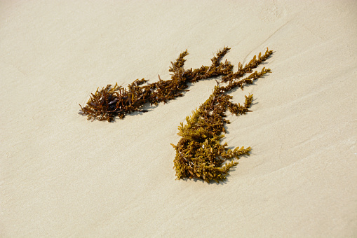 Washed up green algae seaweed on a white sand beach.