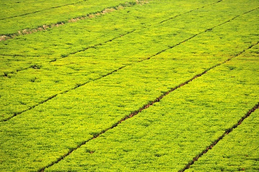 Hesha / Mukamira, Nyabihu District, Western Province, Rwanda: vast tea plantation seen from above - irrigation from Lake Karago. Tea cultivation was introduced to the country by German colonists. Rwanda produces mainly black tea.