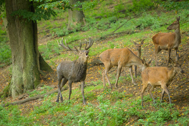 Portrait of a stag in a park, cloudy day in autumn (Austria)